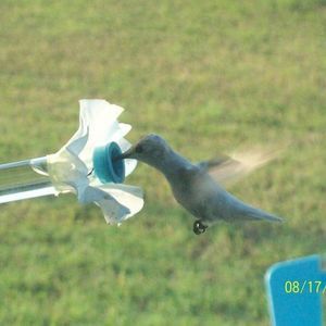 Meet your Posher, Rae